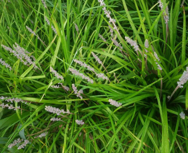 麦冬种子沿阶草玉龙草多年生常绿植物耐寒耐荫树下种植绿化草