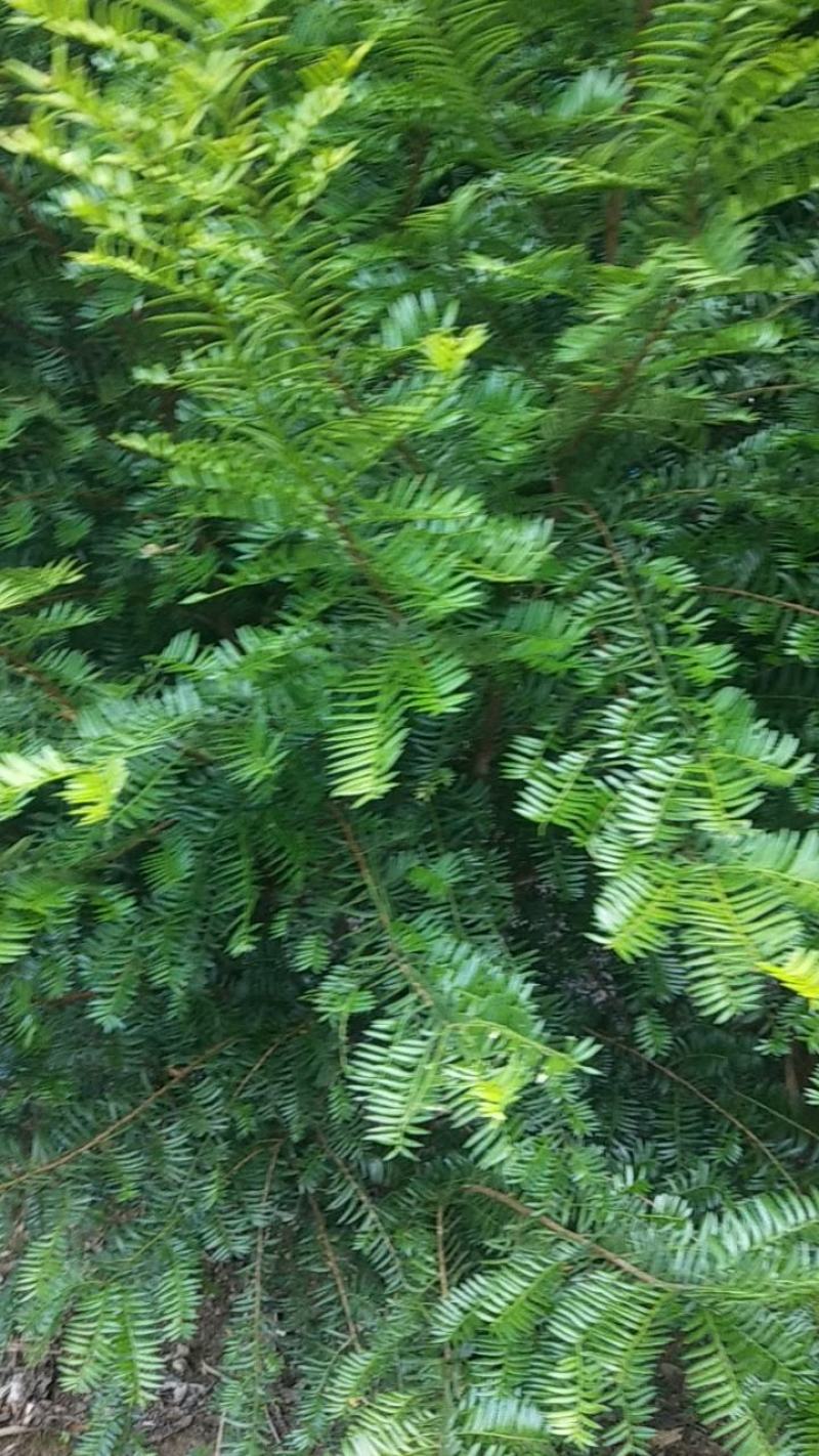 红豆杉小苗一年生以上中小精品苗规格多南方红豆杉小苗