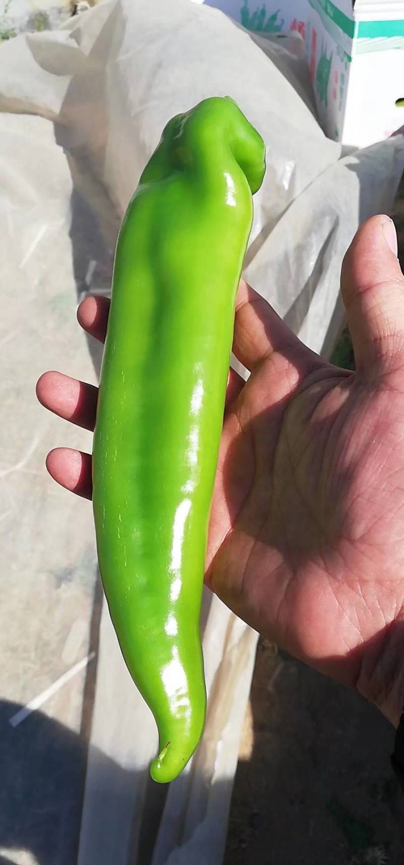 树椒，树椒。西昌大棚树椒，基地直发。量大
