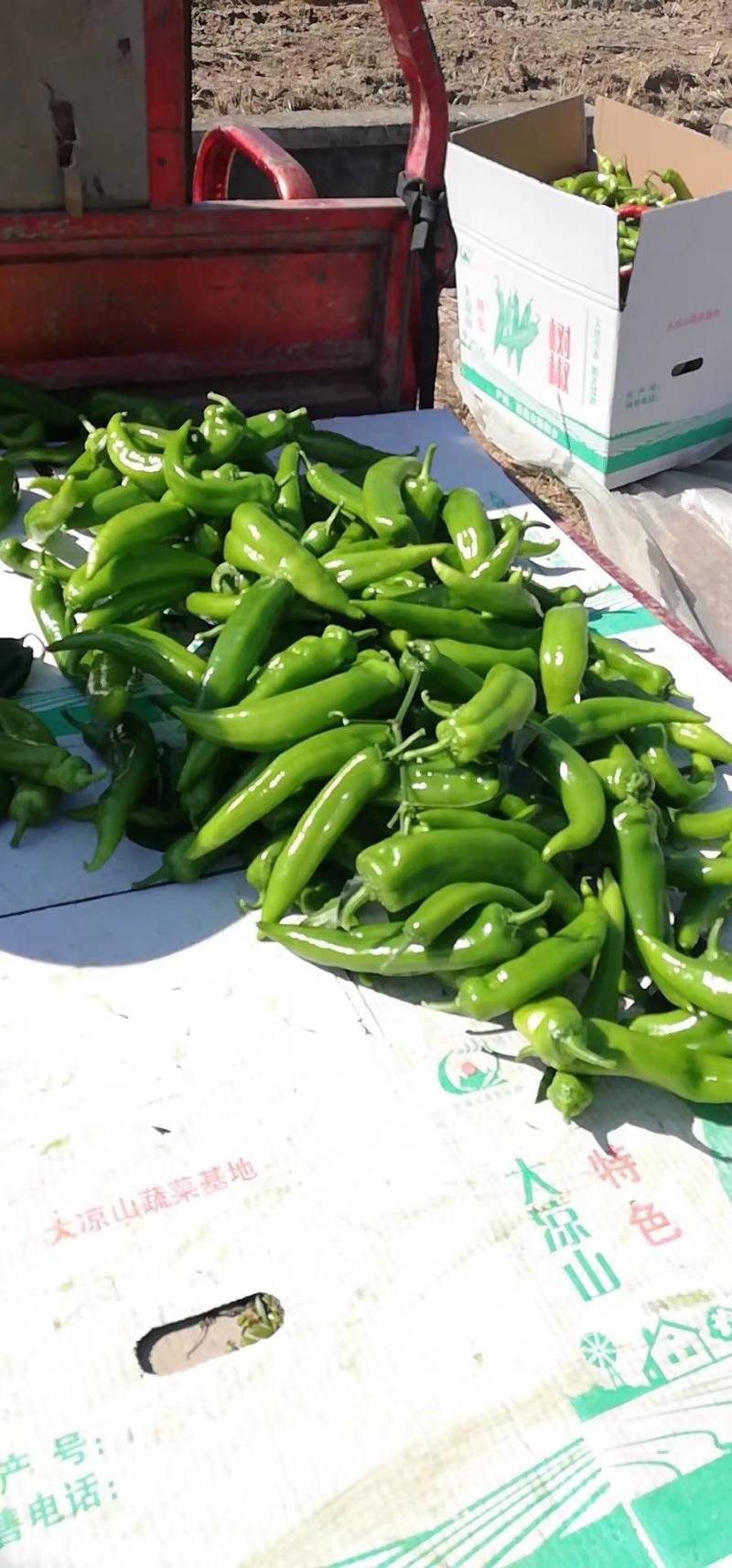 树椒，树椒。西昌大棚树椒，基地直发。量大