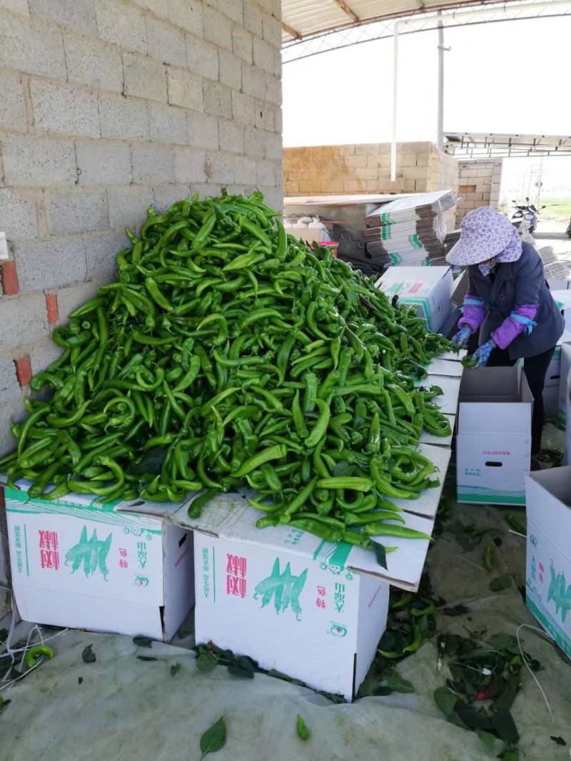 树椒，树椒。西昌大棚树椒，基地直发。量大