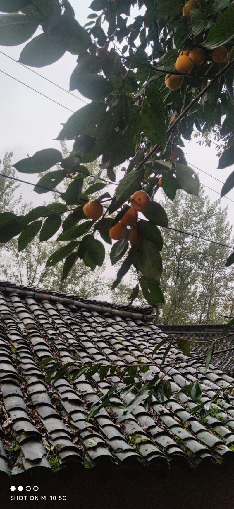 柿子，精品柿子，么么柿，量大从优价格便宜
