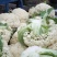温州90天精品菜花大量上市基地直发，有冷库，专业代办