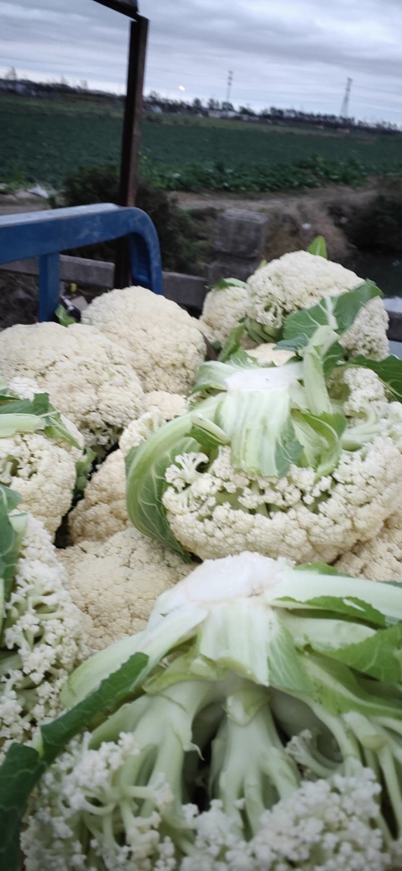 温州90天精品菜花大量上市基地直发，有冷库，专业代办