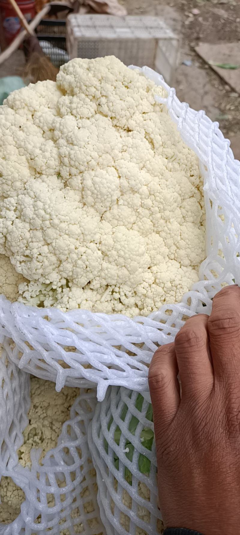 温州90天精品菜花大量上市基地直发，有冷库，专业代办
