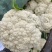 温州90天精品菜花大量上市基地直发，有冷库，专业代办