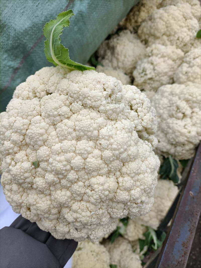 温州90天精品菜花大量上市基地直发，有冷库，专业代办