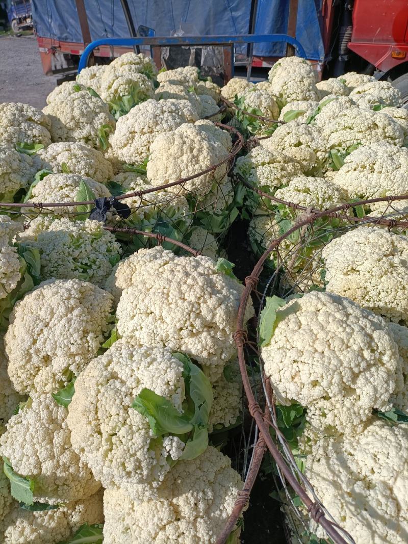 温州90天精品菜花大量上市基地直发，有冷库，专业代办