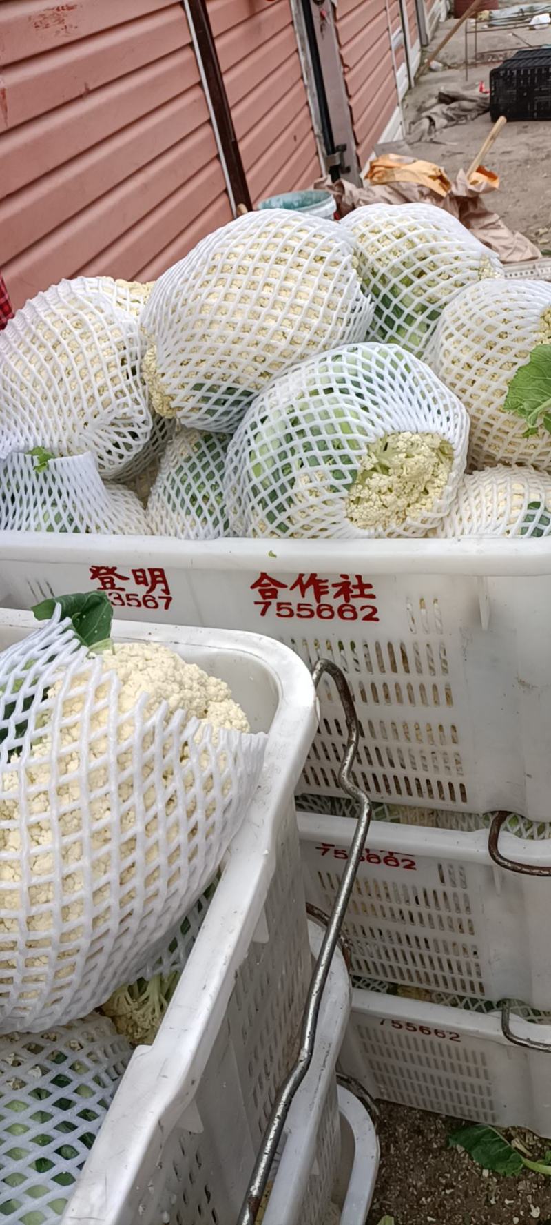 温州90天精品菜花大量上市基地直发，有冷库，专业代办