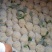 温州90天精品菜花大量上市基地直发，有冷库，专业代办