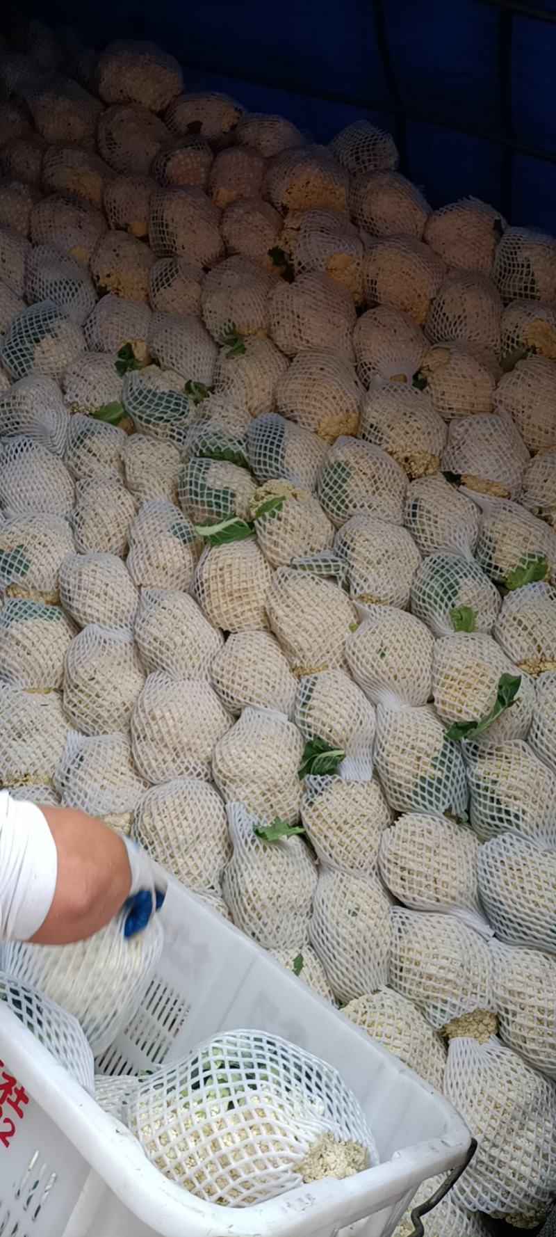 温州90天精品菜花大量上市基地直发，有冷库，专业代办
