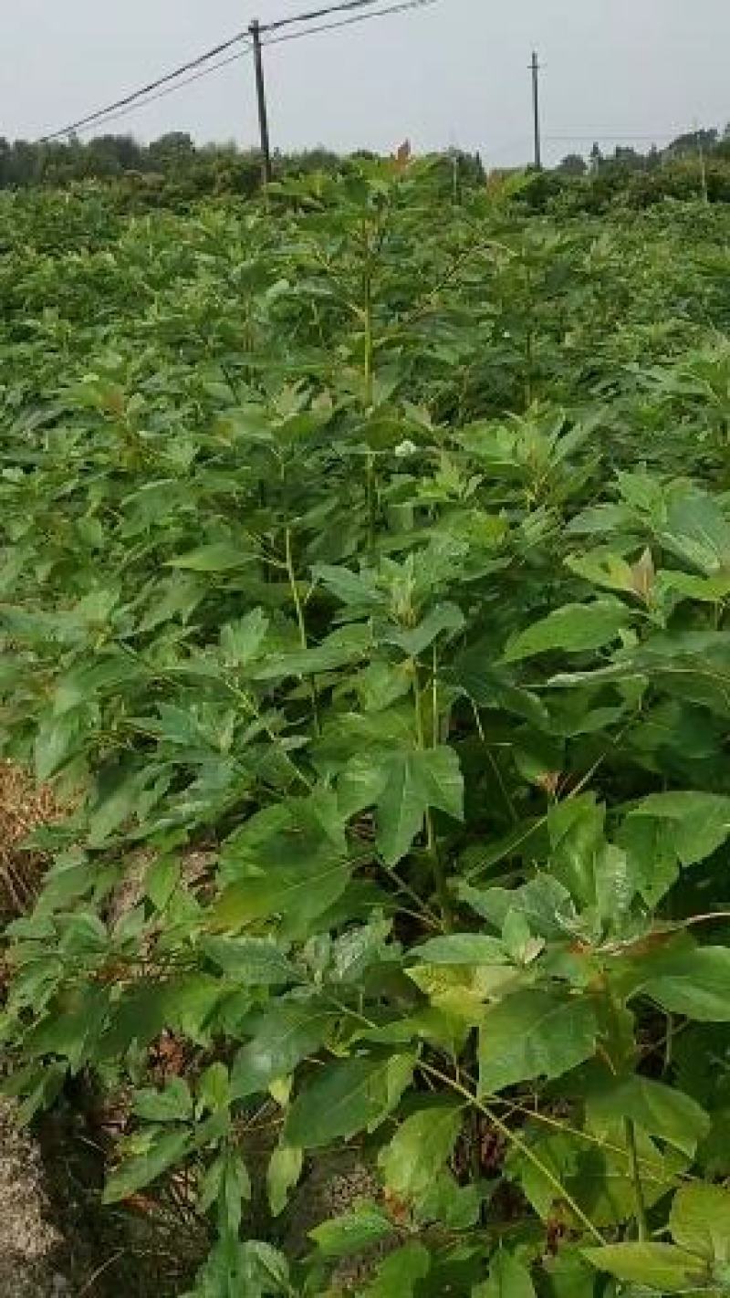 檫木小苗一年生热销精品檫木小苗一年生0.4以上规格