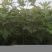 檫木小苗一年生热销精品檫木小苗一年生0.4以上规格
