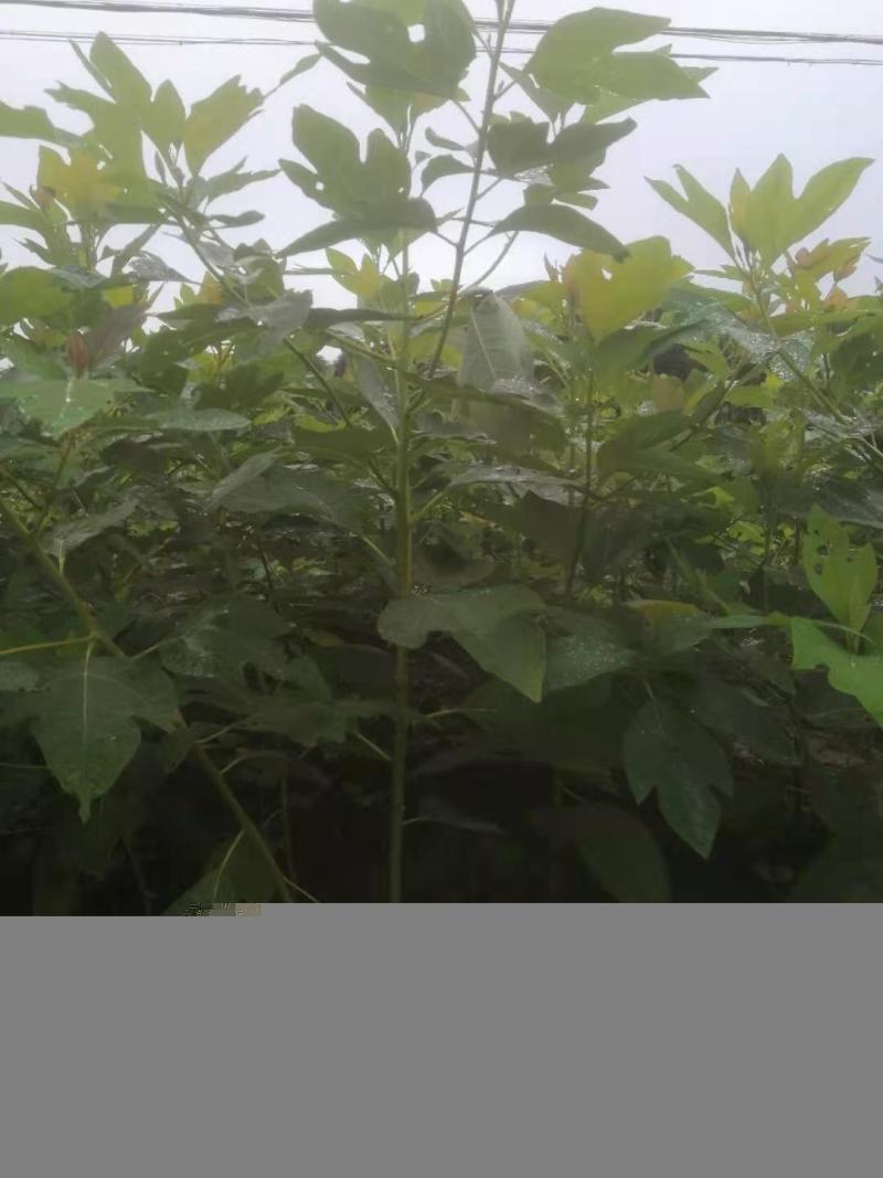 檫木小苗一年生热销精品檫木小苗一年生0.4以上规格