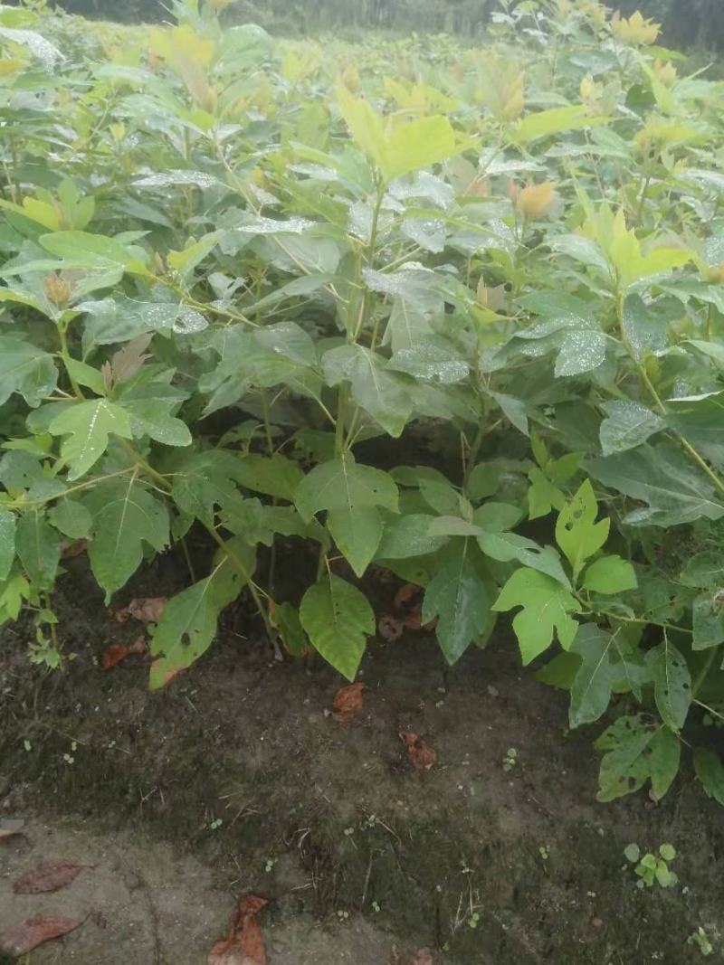 檫木小苗一年生热销精品檫木小苗一年生0.4以上规格