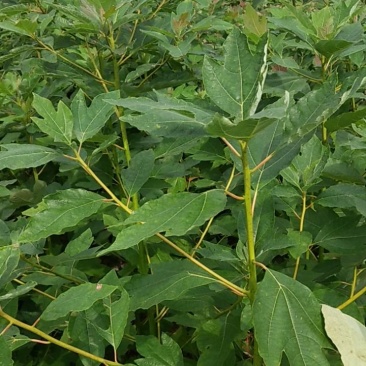 檫木小苗一年生热销精品檫木小苗一年生0.4以上规格