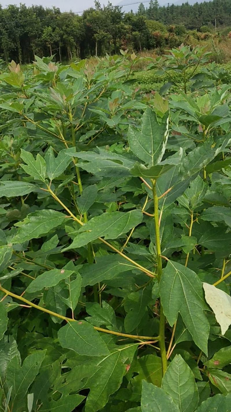 檫木小苗一年生热销精品檫木小苗一年生0.4以上规格