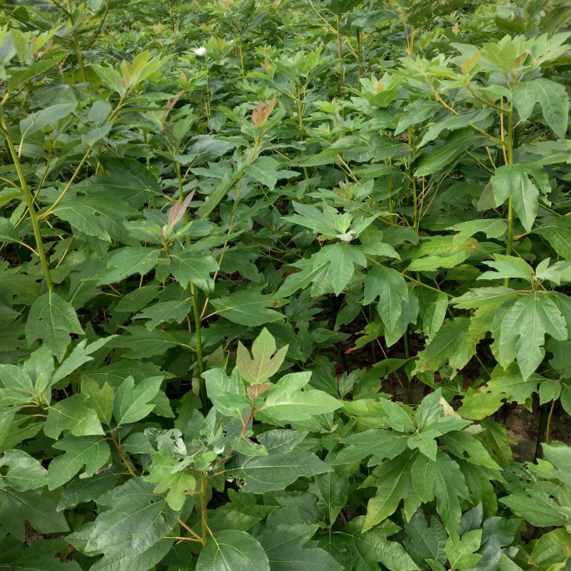 檫木小苗一年生热销精品檫木小苗一年生0.4以上规格