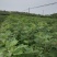 檫木小苗一年生热销精品檫木小苗一年生0.4以上规格