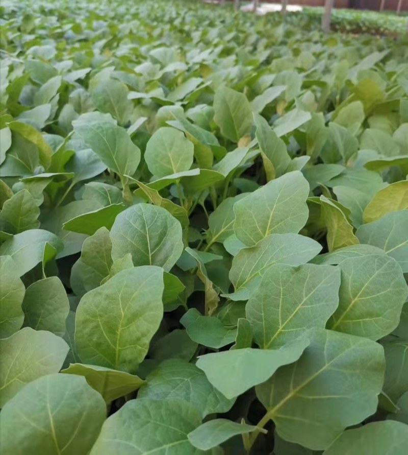 黑宝茄子苗茄子嫁接苗自根圆茄种苗圆茄子种苗紫黑皮