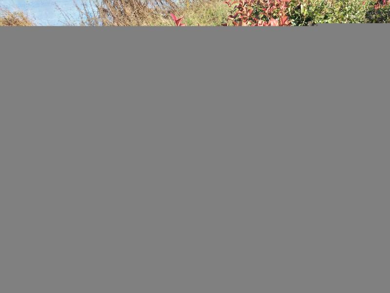 红叶石楠毛球金球红叶石楠80到120冠幅精品毛球金球