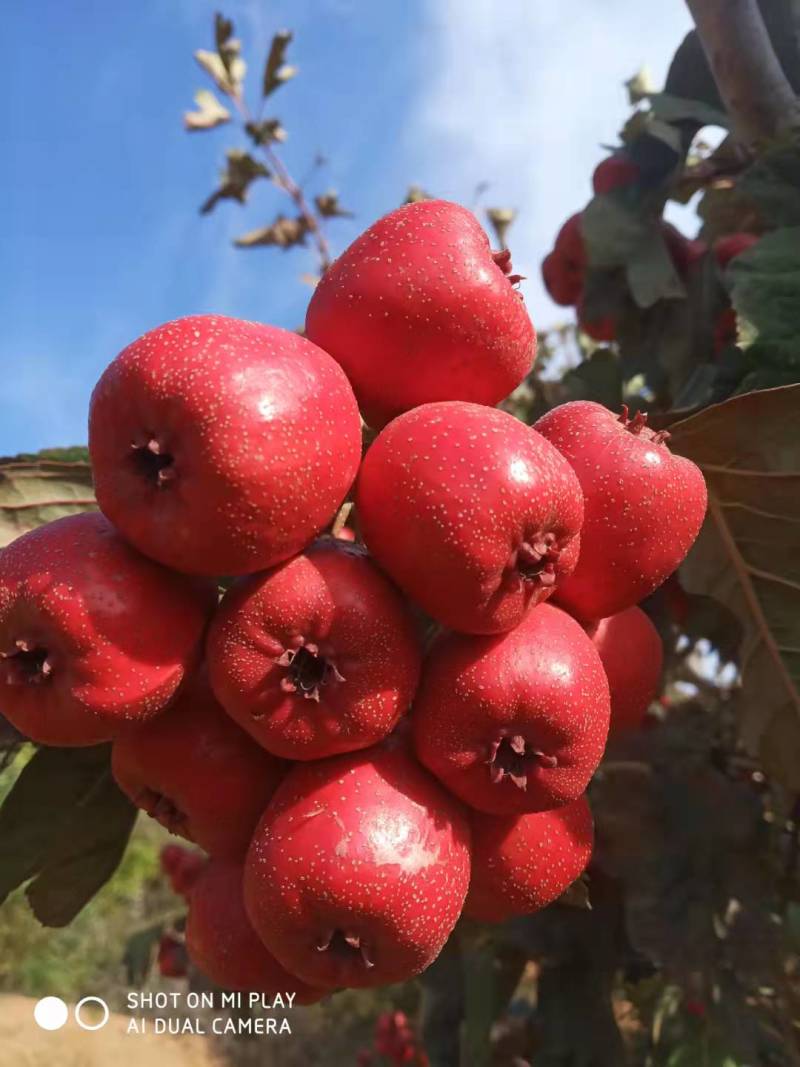 大量优质山楂，歪把红，个头大，色泽好，口感好