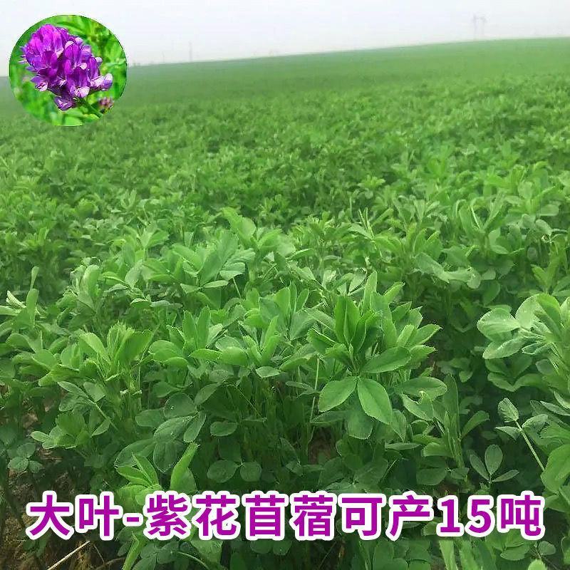 紫花苜蓿草种籽多年生牧草种子四季养殖喂羊牛鸡鸭鹅草鱼牧草