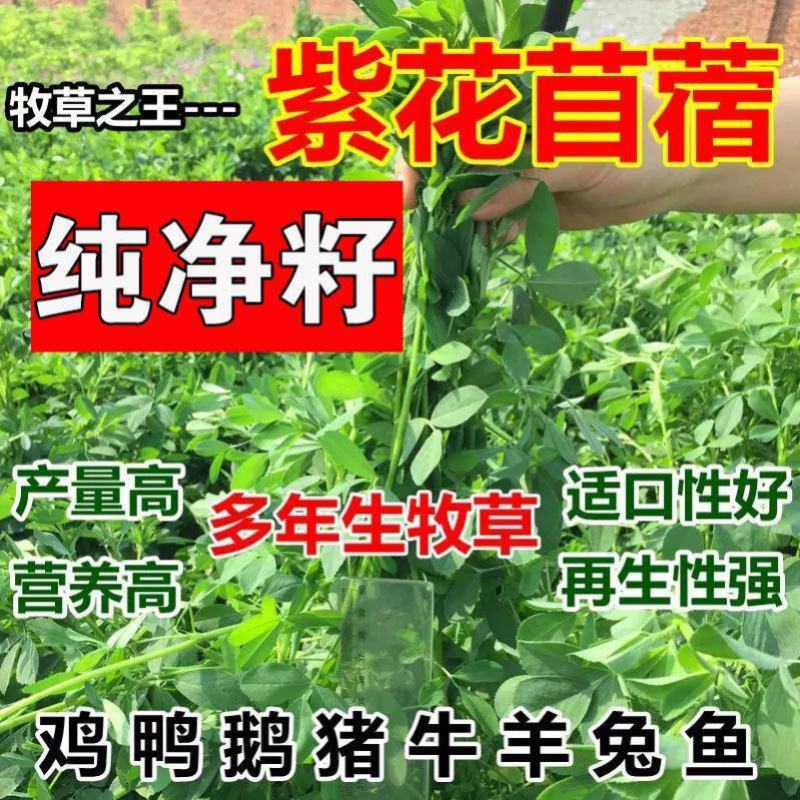 紫花苜蓿草种籽多年生牧草种子四季养殖喂羊牛鸡鸭鹅草鱼牧草