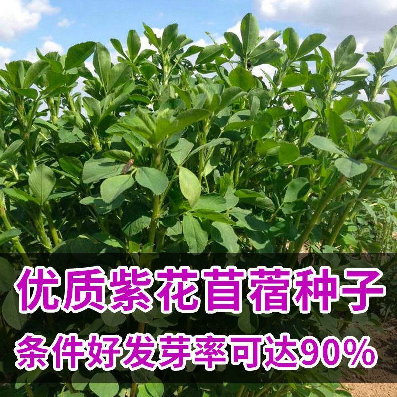 紫花苜蓿草种籽多年生牧草种子四季养殖喂羊牛鸡鸭鹅草鱼牧草
