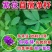 紫花苜蓿草种籽多年生牧草种子四季养殖喂羊牛鸡鸭鹅草鱼牧草