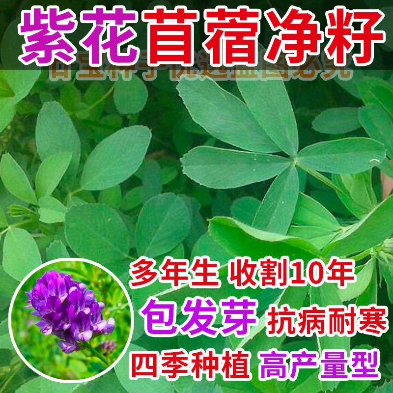 紫花苜蓿草种籽多年生牧草种子四季养殖喂羊牛鸡鸭鹅草鱼牧草