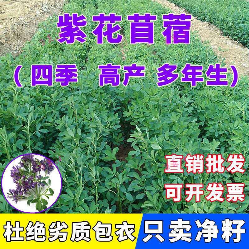 紫花苜蓿草种籽多年生牧草种子四季养殖喂羊牛鸡鸭鹅草鱼牧草