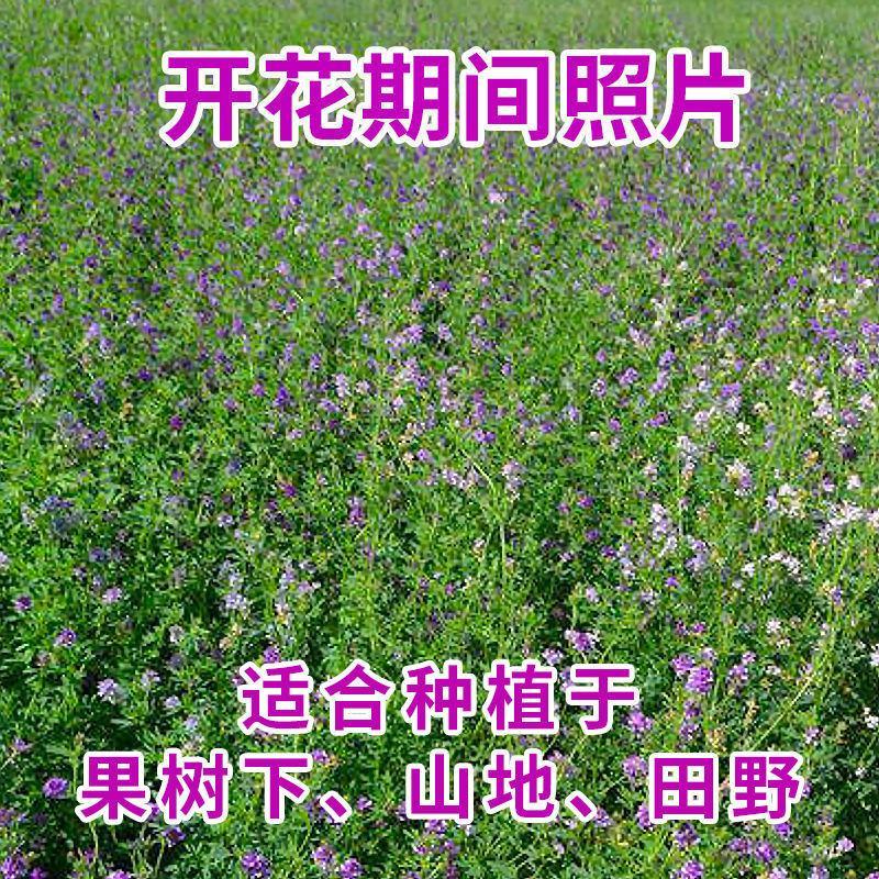 紫花苜蓿草种籽多年生牧草种子四季养殖喂羊牛鸡鸭鹅草鱼牧草