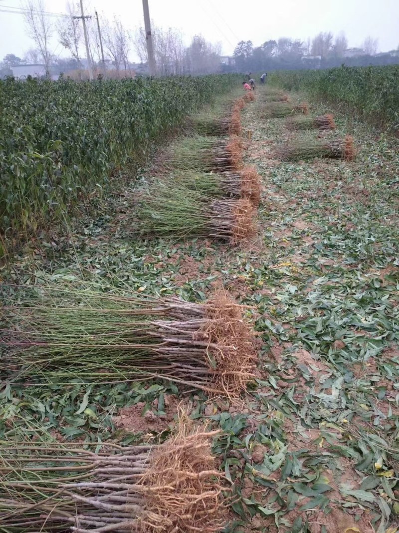 突围桃树苗早熟桃树苗丰产好管理基地直销保证品种质量！