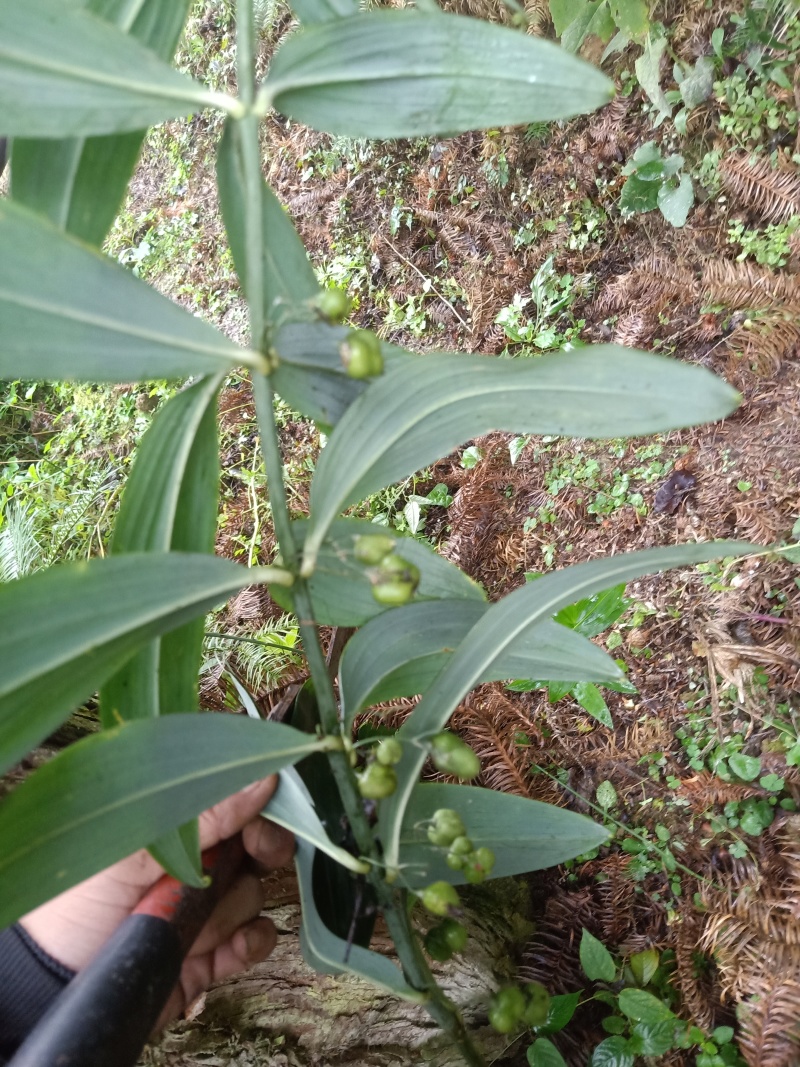 生黄精
