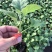 765茄子苗茄子嫁接苗布丽塔765绿萼长茄种苗
