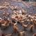 鸡苗厂家直销三黄土鸡苗农村放养黄鸡苗包做疫苗包运输