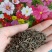 波斯菊种子格桑花种子四季开花易种易活庭院室外花卉野花组合