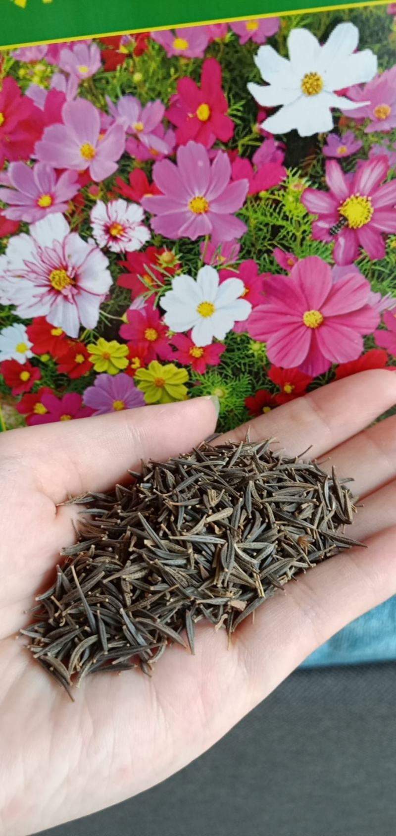 波斯菊种子格桑花种子四季开花易种易活庭院室外花卉野花组合