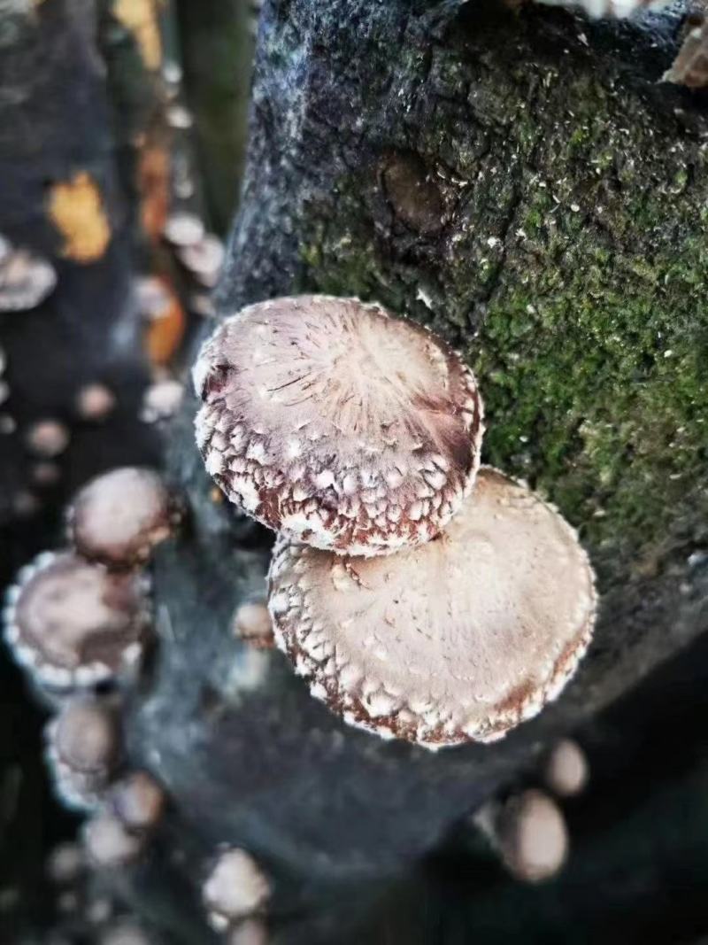 原木香菇，食用菌干货，量大价格优惠