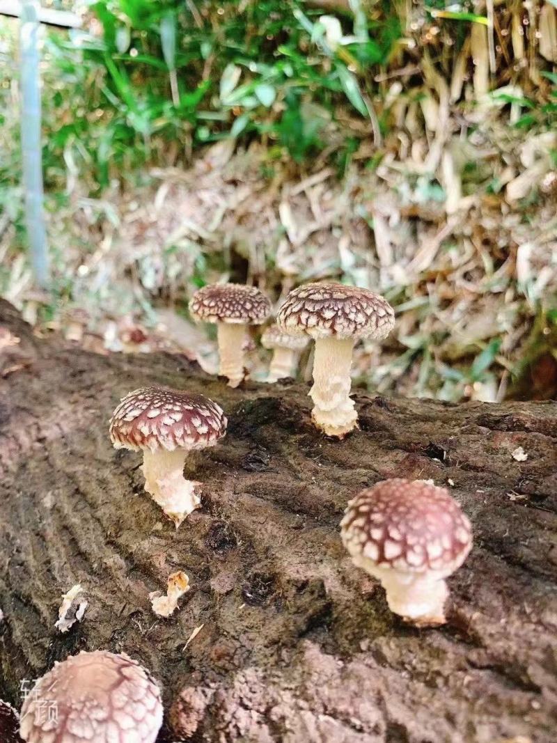 原木香菇，食用菌干货，量大价格优惠