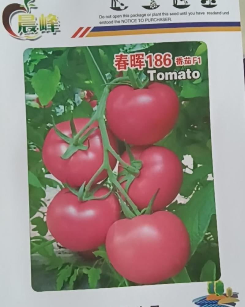 春晖186高抗TY大粉果番茄硬度好不空果品质保证厂家发货