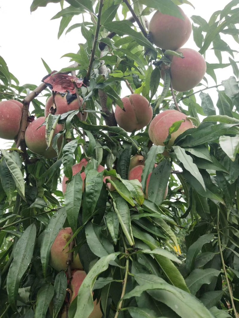 桃树苗基地直销冬桃映霜红桃树苗晚熟冬桃保证品种质量！