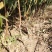 桃树苗基地直销冬桃映霜红桃树苗晚熟冬桃保证品种质量！