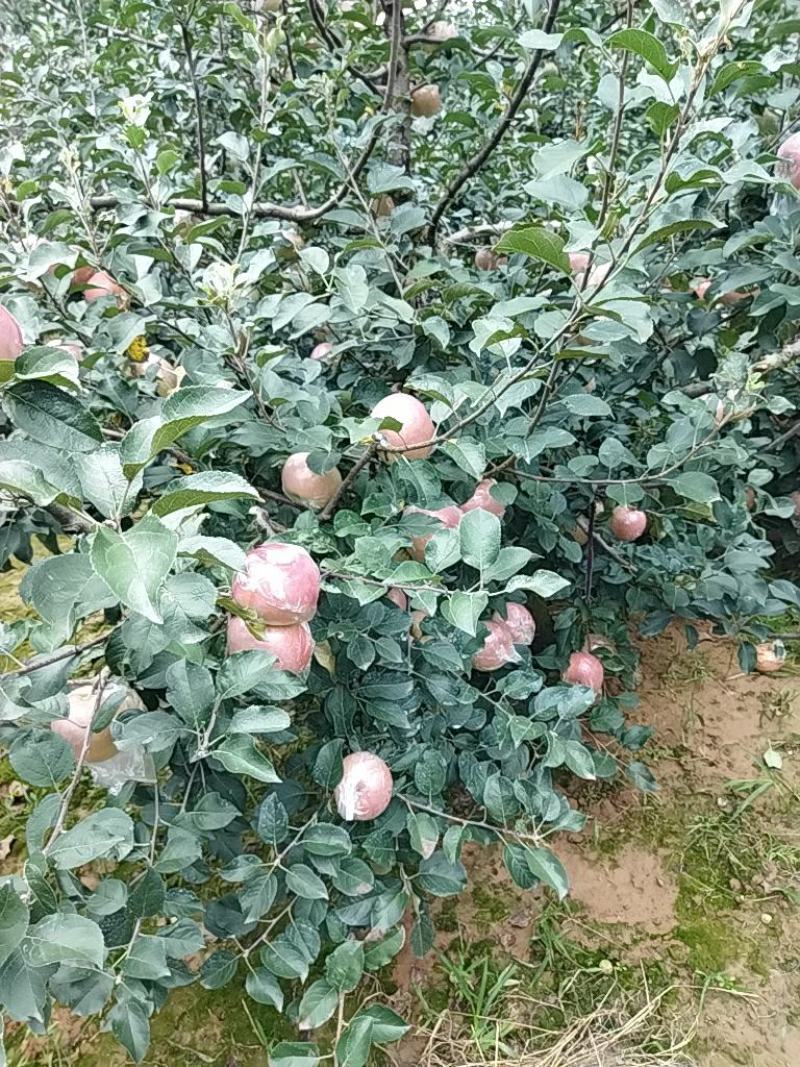 糖木甜，甜甜甜