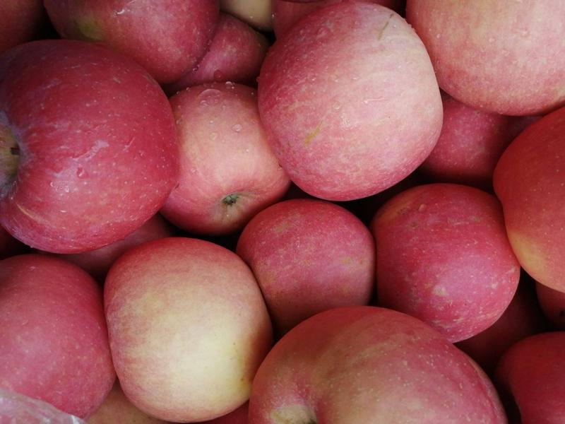 精品红富士苹果产地直销品质保证量大从优欢迎选购