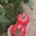春晖186高抗TY大粉果番茄硬度好不空果品质保证厂家发货