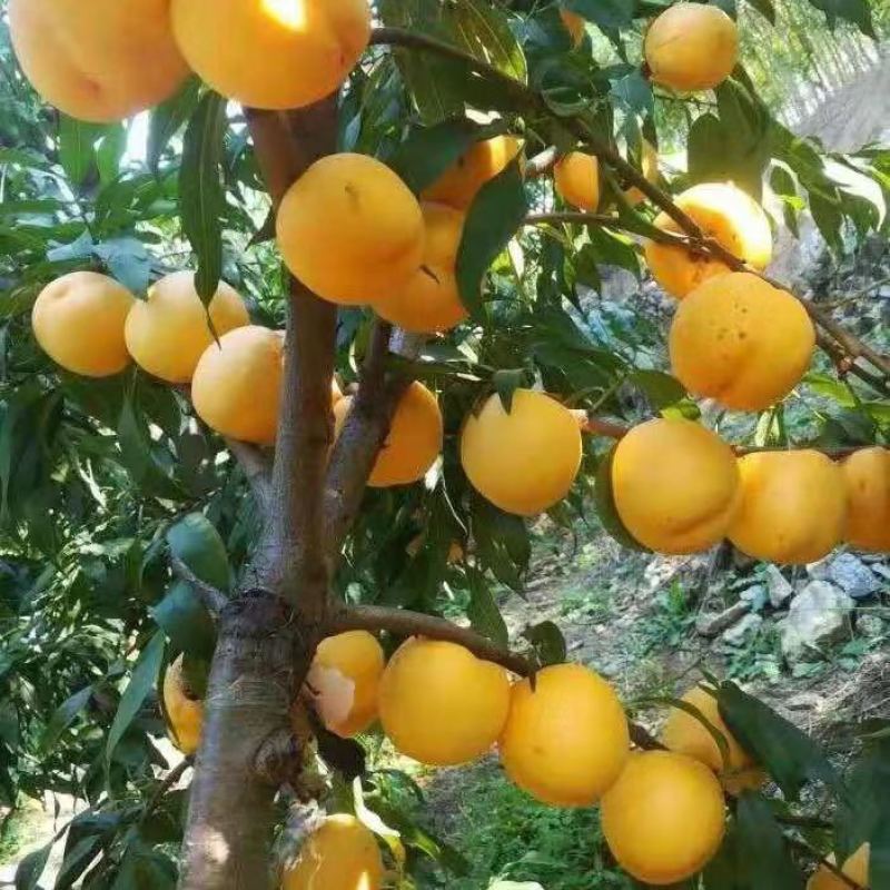 黄桃苗黄金蜜4号桃树苗晚熟黄桃苗基地口感脆甜浓香丰产