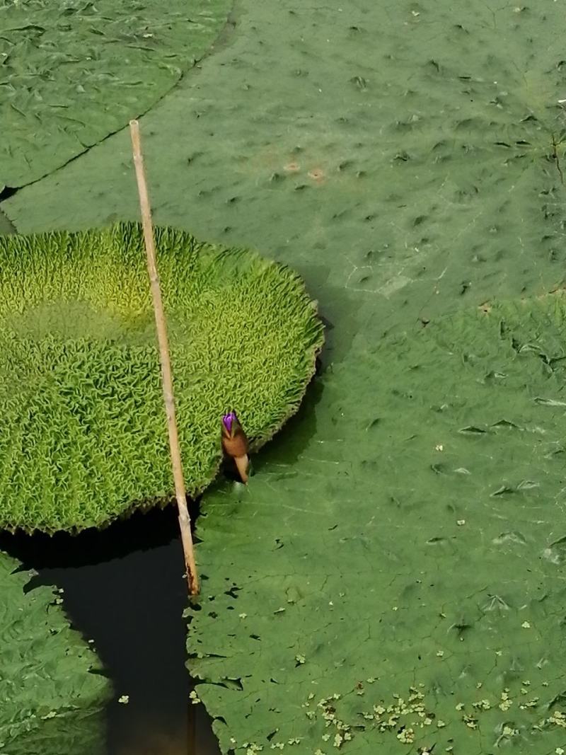 芡实种子苏芡种子刺芡种子鸡头米种子苏芡种子芡实种子