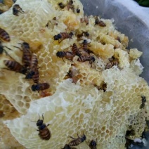 我有大量土蜂蜜，有需要的老板可以联系我，价格可详谈